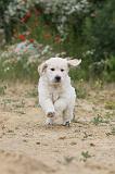 GOLDEN RETRIEVER 325